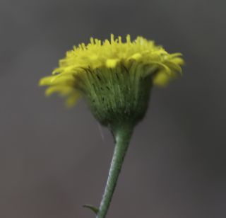 Pulicaria glandulosa Caball. [14/15]