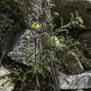 Pulicaria inuloides (Poiret) DC. [1/17]