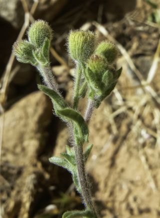 Pulicaria inuloides (Poiret) DC. [6/17]