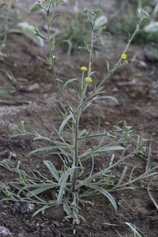 Pulicaria inuloides (Poiret) DC. [7/13]