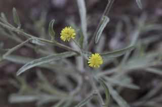Pulicaria inuloides (Poiret) DC. [8/13]