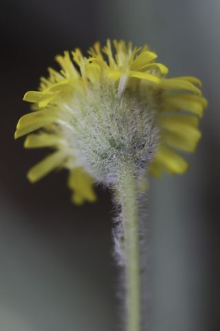 Pulicaria inuloides (Poiret) DC. [9/13]