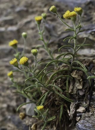 Pulicaria inuloides (Poiret) DC. [11/17]