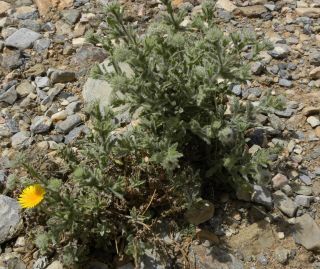 Pulicaria mauritanica Batt. [11/13]