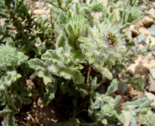 Pulicaria mauritanica Batt. [9/13]