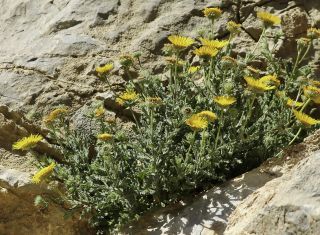 Pulicaria mauritanica Batt. [4/13]