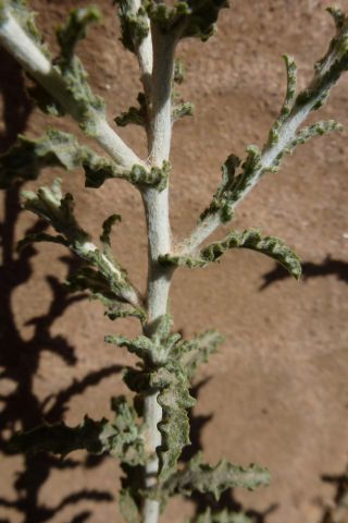 Pulicaria undulata (L.) C. A. Meyer [6/13]