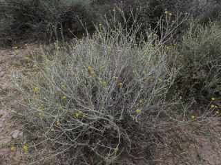 Pulicaria undulata (L.) C. A. Meyer [3/13]