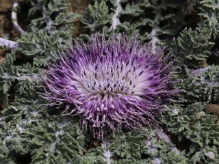 Rhaponticum acaule (L.) DC. [9/10]
