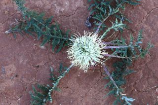 Rhaponticum acaule (L.) DC. [11/13]