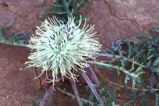 Rhaponticum acaule (L.) DC. [12/13]