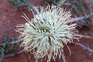Rhaponticum acaule (L.) DC. [13/13]