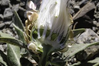 Rhaponticum coniferum (L.) Greuter [8/8]
