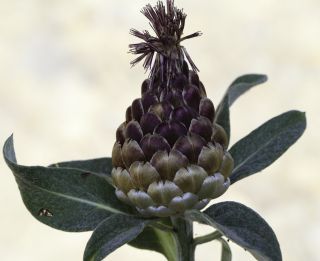 Rhaponticum coniferum (L.) Greuter [5/8]