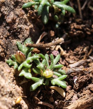 Rhodanthemum briquetii (Maire) B. H. Wilcox & al. [3/6]