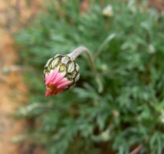 Rhodanthemum depressum (Ball) B. H. Wilcox [2/5]