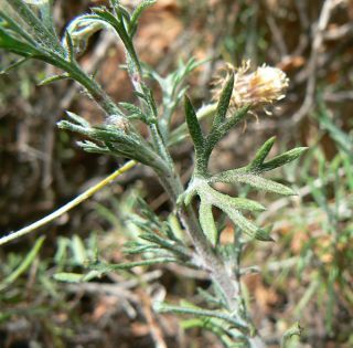 Rhodanthemum gayanum (Coss. & Durieu) B.H.Wilcox, K.Bremer & Humphries [12/17]