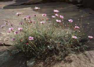 Rhodanthemum gayanum (Coss. & Durieu) B.H.Wilcox, K.Bremer & Humphries [17/17]