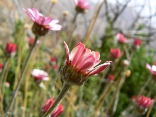 Rhodanthemum gayanum (Coss. & Durieu) B.H.Wilcox, K.Bremer & Humphries [8/17]
