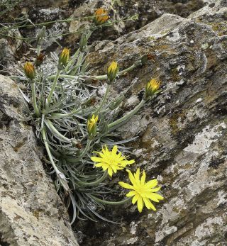 Scorzonera caespitosa subsp. longifolia (Emb. & Maire) Dobignard [2/6]