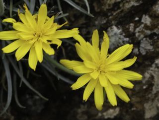 Scorzonera caespitosa subsp. longifolia (Emb. & Maire) Dobignard [3/6]