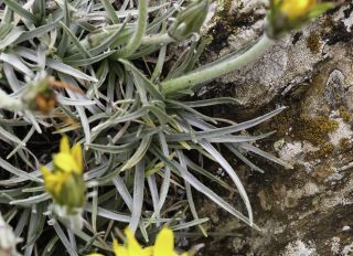 Scorzonera caespitosa subsp. longifolia (Emb. & Maire) Dobignard [4/6]