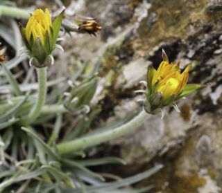 Scorzonera caespitosa subsp. longifolia (Emb. & Maire) Dobignard [5/6]