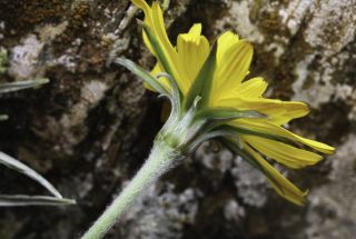 Scorzonera caespitosa subsp. longifolia (Emb. & Maire) Dobignard [6/6]