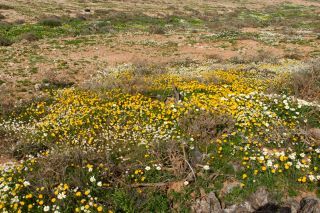 Scorzoneroides muelleri (Sch.Bip.) Greuter & Talavera subsp. muelleri [1/10]