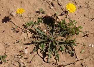 Scorzoneroides muelleri (Sch.Bip.) Greuter & Talavera subsp. muelleri [2/10]