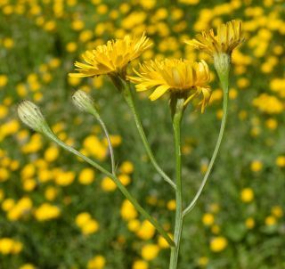 Scorzoneroides muelleri (Sch.Bip.) Greuter & Talavera subsp. muelleri [3/10]