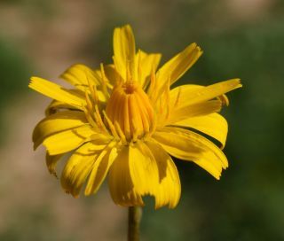 Scorzoneroides muelleri (Sch.Bip.) Greuter & Talavera subsp. muelleri [4/10]
