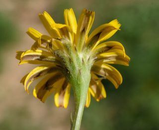 Scorzoneroides muelleri (Sch.Bip.) Greuter & Talavera subsp. muelleri [5/10]