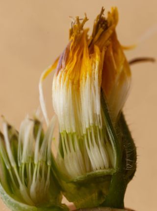 Scorzoneroides muelleri (Sch.Bip.) Greuter & Talavera subsp. muelleri [8/10]