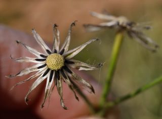 Scorzoneroides muelleri (Sch.Bip.) Greuter & Talavera subsp. muelleri [9/10]