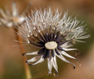Scorzoneroides muelleri (Sch.Bip.) Greuter & Talavera subsp. muelleri [10/10]