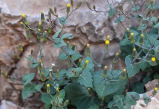 Senecio flavus (Decne.) Sch.Bip. [12/13]