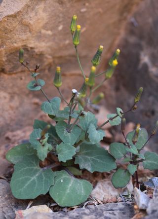 Senecio flavus (Decne.) Sch.Bip. [13/13]