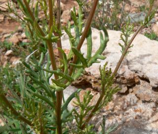 Senecio glaucus L. subsp. coronopifolius (Desf.) Alexander [2/12]
