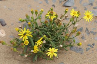 Senecio glaucus L. subsp. coronopifolius (Desf.) Alexander [13/13]