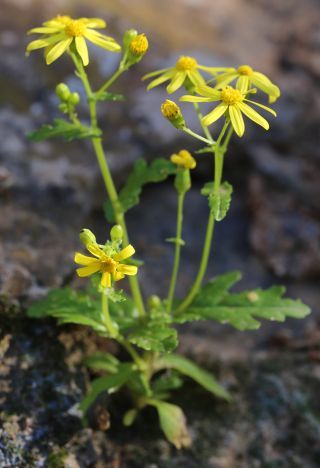 Senecio leucanthemifolius Poir. subsp. leucanthemifolius [1/1]