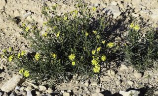 Senecio nevadensis subsp. malacitanus (Huter) Greuter [2/9]