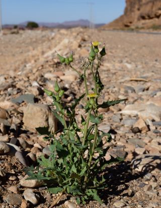 Sonchus oleraceus L. [1/10]