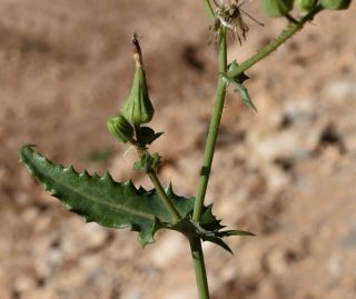 Sonchus oleraceus L. [2/10]