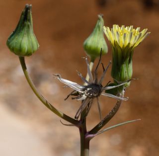 Sonchus oleraceus L. [3/10]