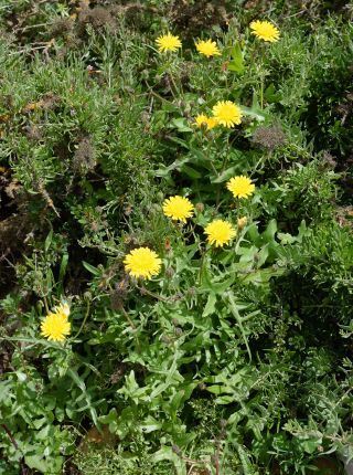 Sonchus oleraceus L. [4/10]