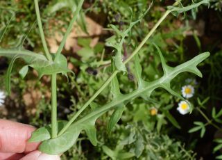 Sonchus oleraceus L. [5/10]