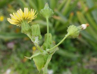 Sonchus oleraceus L. [6/10]