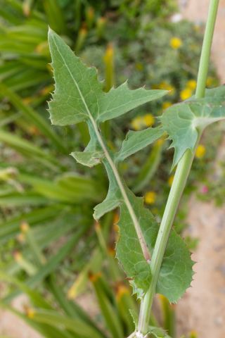 Sonchus oleraceus L. [7/10]