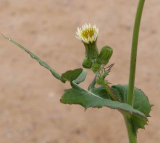 Sonchus oleraceus L. [8/10]